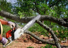 Best Fruit Tree Pruning  in Hillsborough, NJ