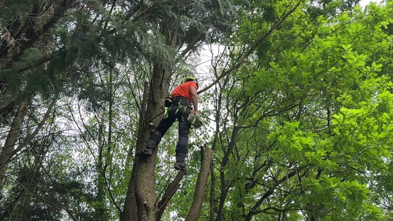 Best Arborist Consultation Services  in Hillsborough, NJ